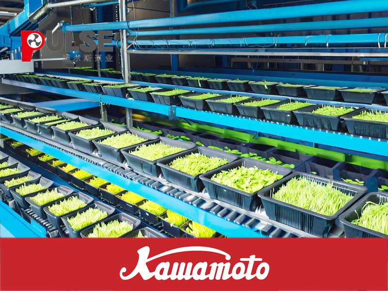 川本自吸泵應(yīng)用于豆芽生產(chǎn)線